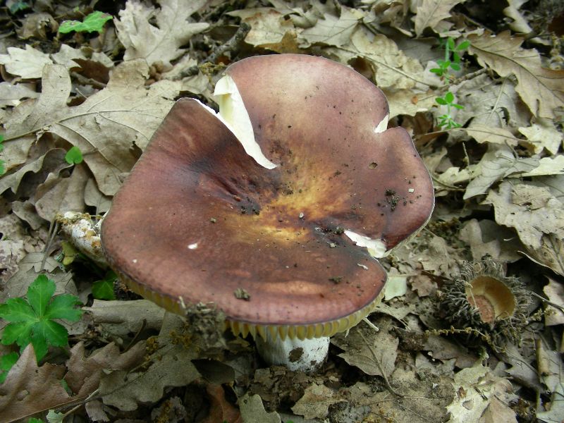 1)Fotografati il 12.06.2012. sotto Quercia (bosco asciutto)